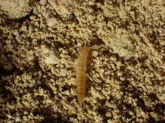 Coletinia