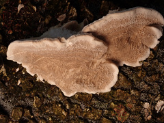 Gloeophyllum trabeum