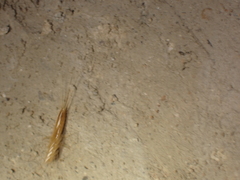 Coletinia