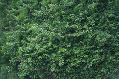 Pereskia aculeata