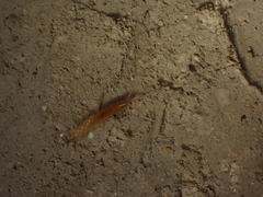 Coletinia