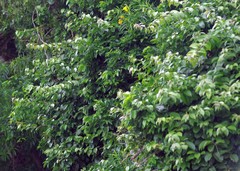 Pereskia aculeata