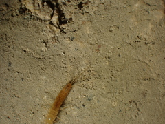 Coletinia