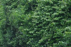 Pereskia aculeata