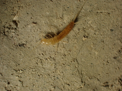 Coletinia