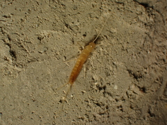 Coletinia