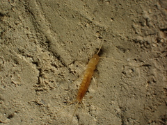 Coletinia