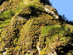 Tillandsia machupicchuensis