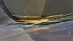 Eumecopterus incisus