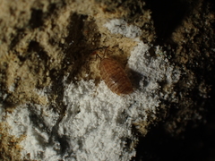 Chaetophiloscia cellaria