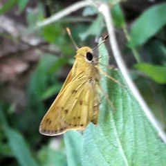 Hylephila phyleus phyleus