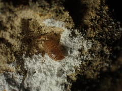 Chaetophiloscia cellaria