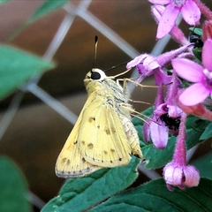 Hylephila phyleus phyleus