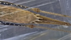 Eumecopterus incisus