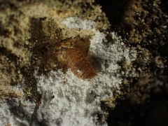 Chaetophiloscia cellaria