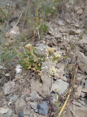 Chaenactis douglasii douglasii