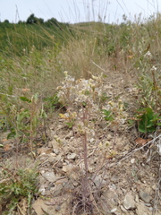 Chaenactis douglasii douglasii