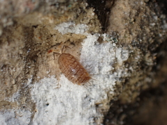 Chaetophiloscia cellaria