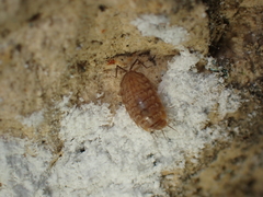 Chaetophiloscia cellaria