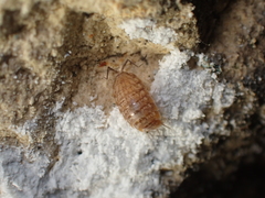 Chaetophiloscia cellaria