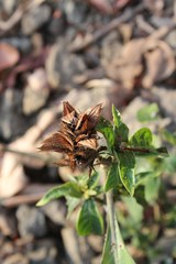 Barleria oenotheroides