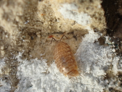 Chaetophiloscia cellaria