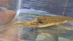Eumecopterus incisus