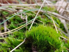 Flexitrichum flexicaule