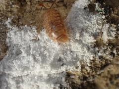 Chaetophiloscia cellaria