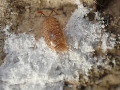 Chaetophiloscia cellaria