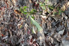 Barleria oenotheroides