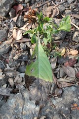 Barleria oenotheroides
