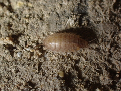 Chaetophiloscia cellaria