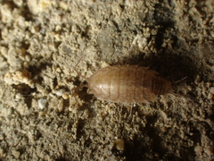 Chaetophiloscia cellaria