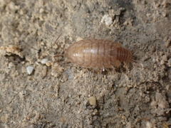Chaetophiloscia cellaria