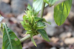 Barleria oenotheroides