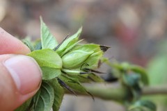 Barleria oenotheroides