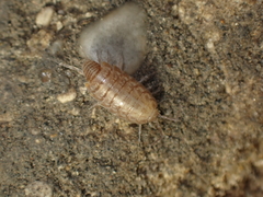 Chaetophiloscia cellaria