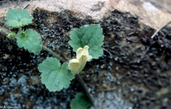 Asarina procumbens