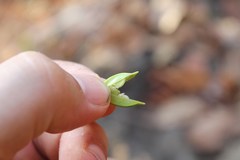 Barleria oenotheroides
