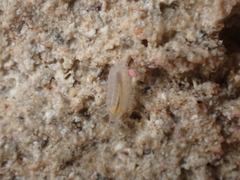 Androniscus dentiger