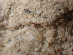 Androniscus dentiger