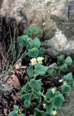 Asarina procumbens