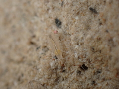 Androniscus dentiger