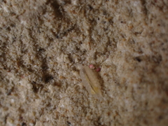 Androniscus dentiger