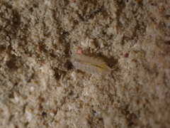 Androniscus dentiger