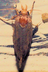 Acrolophus propinqua