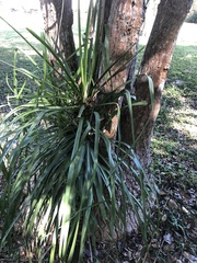 Beaucarnea recurvata