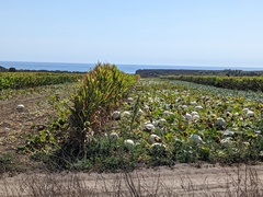 Cucurbita maxima maxima