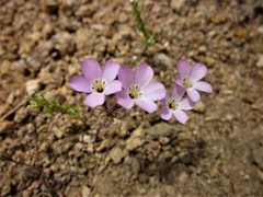 Linanthus bernardinus